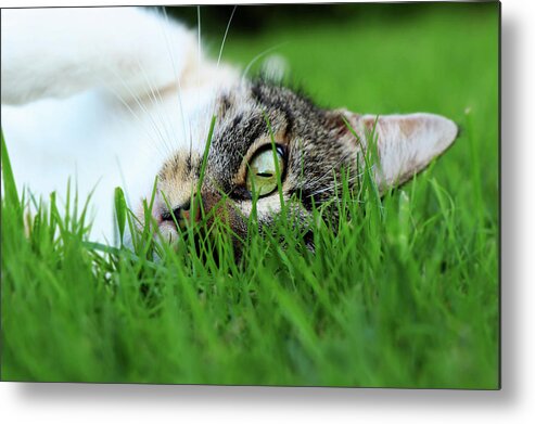 Domestic Cat Metal Print featuring the photograph Tabby kitten lying in grass by Vaclav Sonnek
