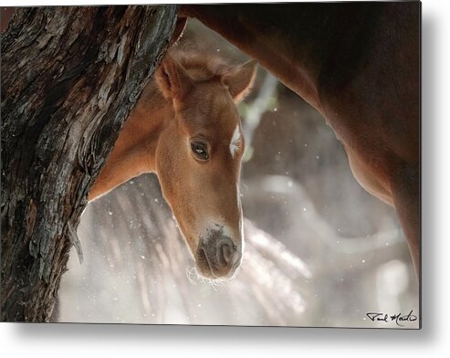 Stallion Metal Print featuring the photograph A Timid Peek. by Paul Martin