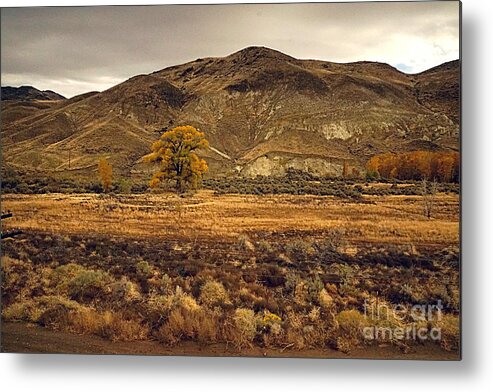 Amtrak Train Cross Country Metal Print featuring the photograph A Tree seen from the Amtrak by fototaker Tony