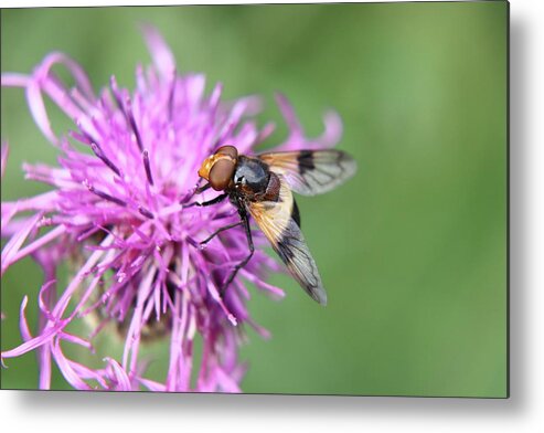 Volucella Pellucens Metal Print featuring the photograph A Volucella pellucens pollinating red clover by Vaclav Sonnek