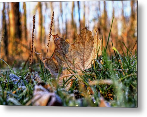 Mysterious Metal Print featuring the photograph A wonderful brown maple leaf fall down from tree and still lying in grass. A beautiful detail on small veins on leaf by Vaclav Sonnek