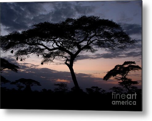 Acacia Metal Print featuring the photograph Acacia Trees Sunset by Chris Scroggins