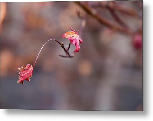 Leaves Metal Print featuring the photograph Acrobatic Leaves by Toni Hopper