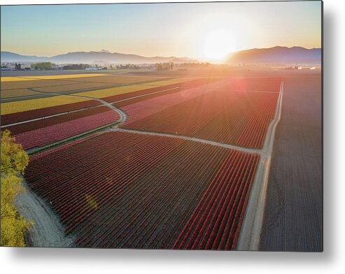 Skagit Metal Print featuring the photograph Aerial Tulips1 by Michael Rauwolf