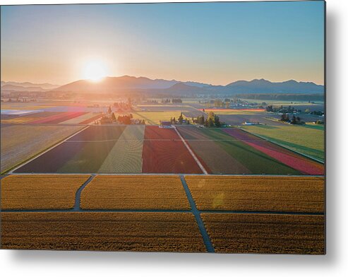 Skagit Valley Tulips Metal Print featuring the photograph Aerial Tulips2 by Michael Rauwolf