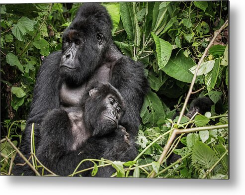 Africa Metal Print featuring the photograph Affection, Mountain Gorillas by Brooke Reynolds