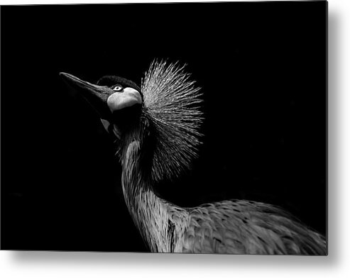 Black Metal Print featuring the photograph African Crowned Crane in Black and White by Carolyn Hutchins