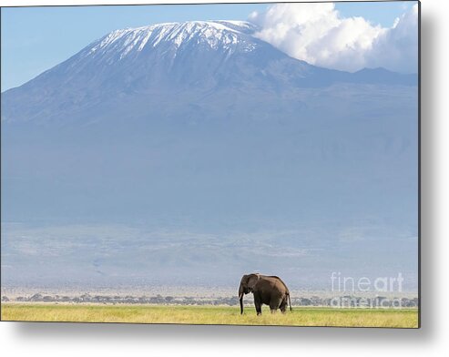Elephant Metal Print featuring the photograph African elephant walks across the grassland of Amboseli National park, Kenya. A snow covered Mount Kilimajaro can be seen in the background. by Jane Rix