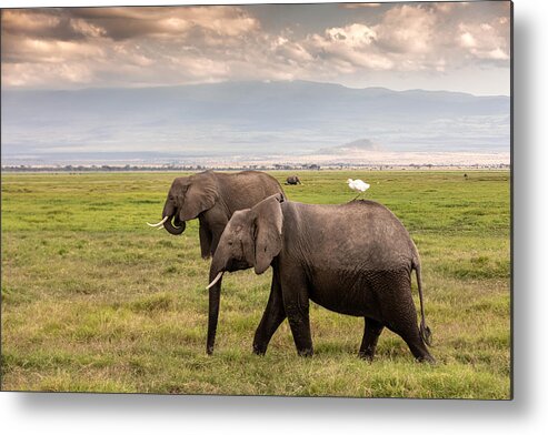 Kenya Metal Print featuring the photograph African Elephants at wild with Cattle Egret by Ayzenstayn
