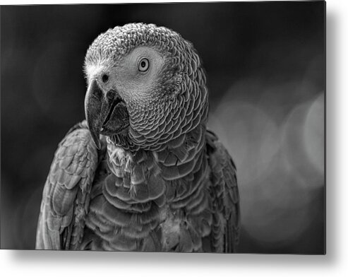 Black Metal Print featuring the photograph African Grey Parrot in Black and White by Carolyn Hutchins