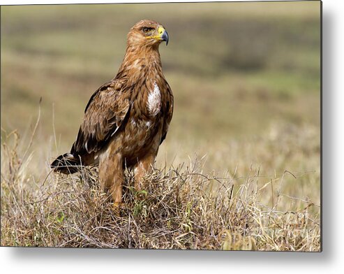 Bird Metal Print featuring the photograph African Tawny Eagle by Chris Scroggins