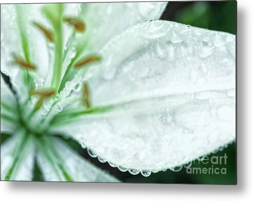 Flower Metal Print featuring the photograph After The Rain by Pamela Dunn-Parrish