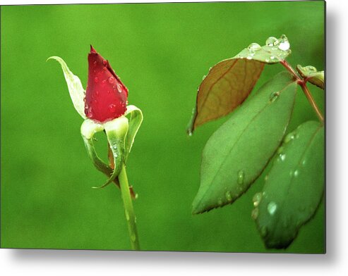 Rose Metal Print featuring the digital art After the Storm by Brad Barton