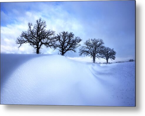 Snow Metal Print featuring the photograph After the Storm - Oak trees with snowdrift after a snowstorm by Peter Herman