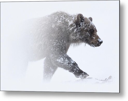 Snow Metal Print featuring the photograph Alaska - grizzly bear in Denali national park by Olivier Parent