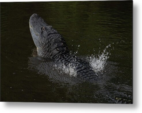 Alligator Metal Print featuring the photograph Alligator Bellowing by Carolyn Hutchins