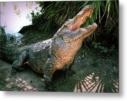 Alligator Metal Print featuring the photograph Alligator by Carolyn Hutchins