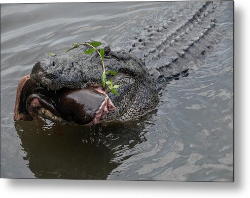 Alligator Metal Print featuring the photograph Alligator Eating by Carolyn Hutchins