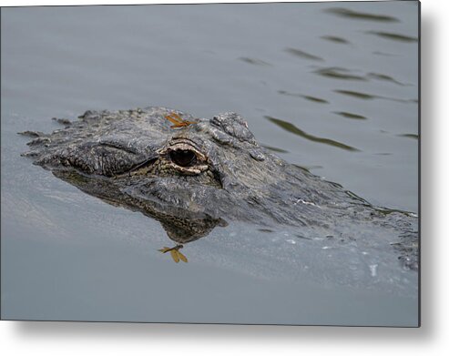 Alligator Metal Print featuring the photograph Alligator with Dragonfly by Carolyn Hutchins