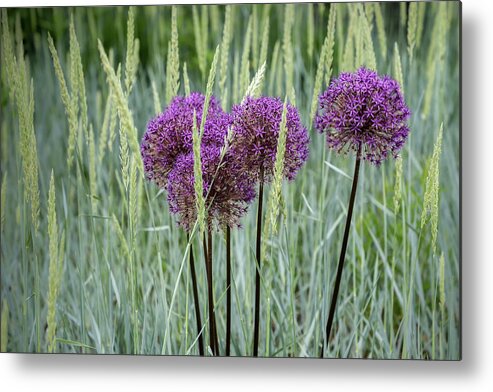 Dow Gardens Metal Print featuring the photograph Allium in the Weeds by Robert Carter