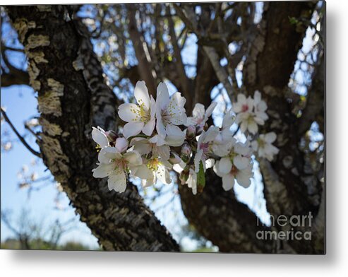 Almond Blossom Metal Print featuring the photograph White flowers in the penumbra of the almond tree by Adriana Mueller