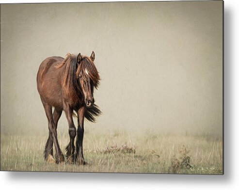 Horse Metal Print featuring the photograph Alone I Wander - Horse Art by Lisa Saint