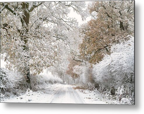 Oak Metal Print featuring the photograph Along a Winter Road by Tim Gainey