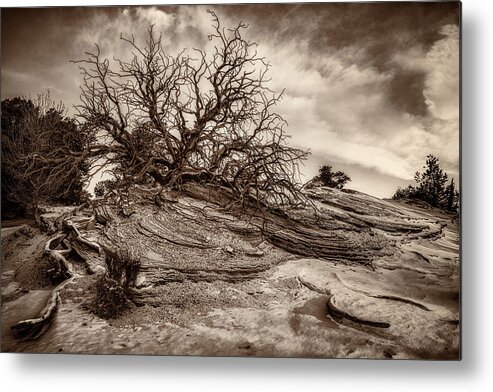 Buck Metal Print featuring the photograph Along the Mesa Arch Trail in Monochrome by Kenneth Everett