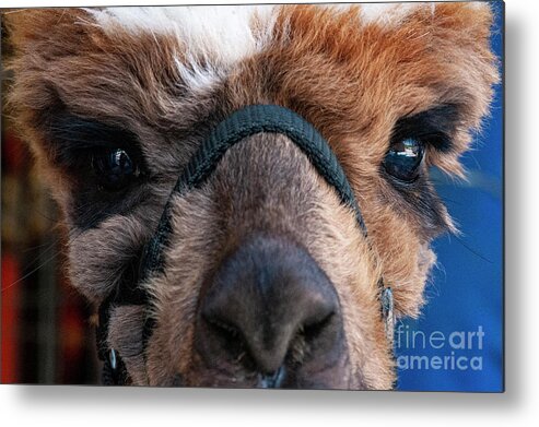 Windmill Market Metal Print featuring the photograph Alpaca Eyes by Bob Phillips