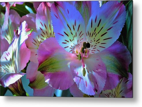 - Alstroemeria 1 Metal Print featuring the photograph - Alstroemeria 1 by THERESA Nye