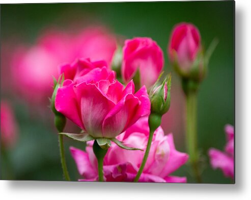 Pink Metal Print featuring the photograph Always Comes Back to Pink by Linda Bonaccorsi