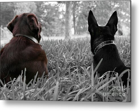 Dogs Metal Print featuring the photograph Always waiting for you by Renee Spade Photography