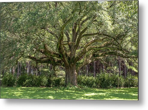 Canopy Metal Print featuring the photograph Amazing Canopy by Debra Kewley