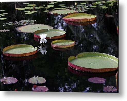 Amazon Water-lily Metal Print featuring the photograph Amazon Water Lily 1 by Mingming Jiang