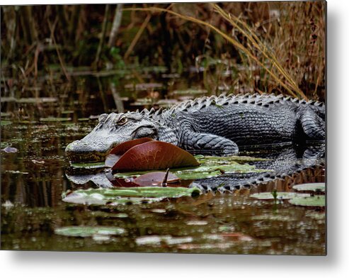 Reptile Metal Print featuring the photograph American Alligator by Cindy Robinson