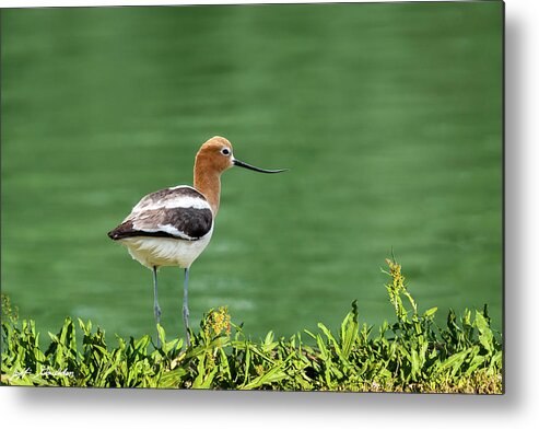 American Avocet Metal Print featuring the photograph American Avocet by Jeff Goulden