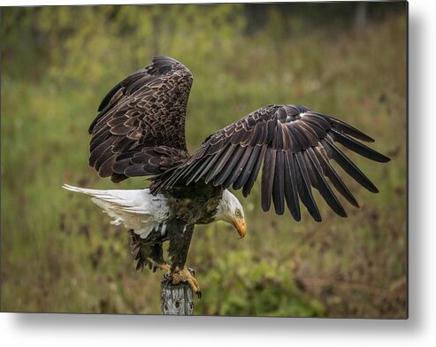 Eagle Metal Print featuring the photograph American Bald Eagle Perch Wings by Patti Deters