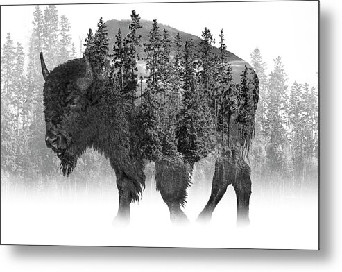 Buffalo Metal Print featuring the photograph American Buffalo Black and White Fine Art by Randall Nyhof