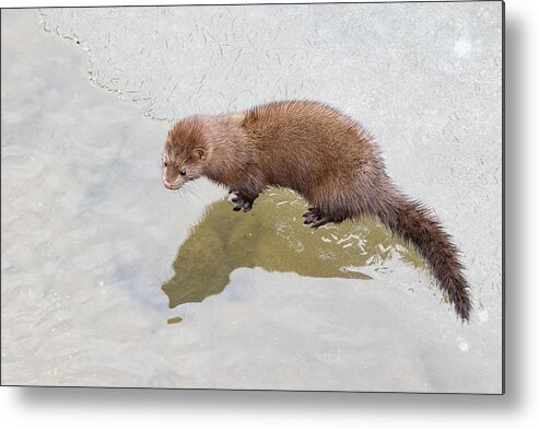Mink Metal Print featuring the photograph American Mink on Ice by Tony Hake