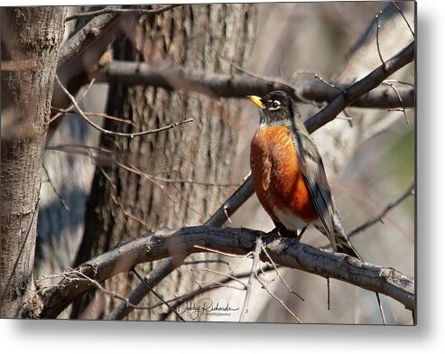 Bird Metal Print featuring the photograph American Robin 2 by Debby Richards