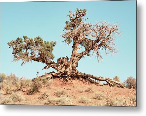 American West Metal Print featuring the photograph American West - Desert Tree by Philippe HUGONNARD