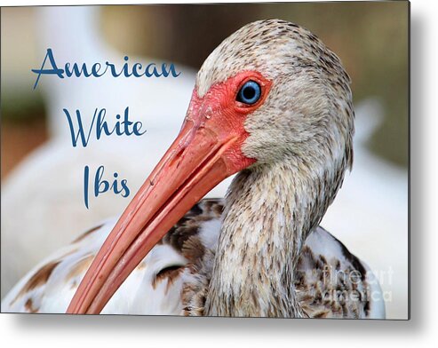 American White Ibis Metal Print featuring the photograph American White Ibis by Joanne Carey