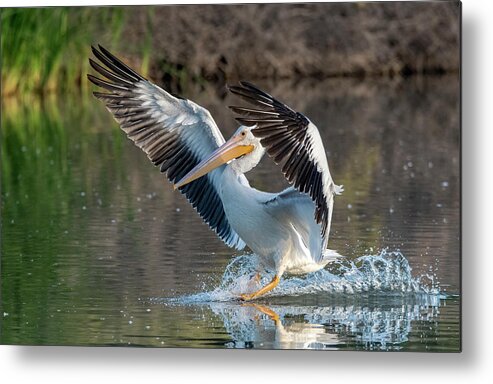 American White Pelican Metal Print featuring the photograph American White Pelican 0013-102221-2 by Tam Ryan