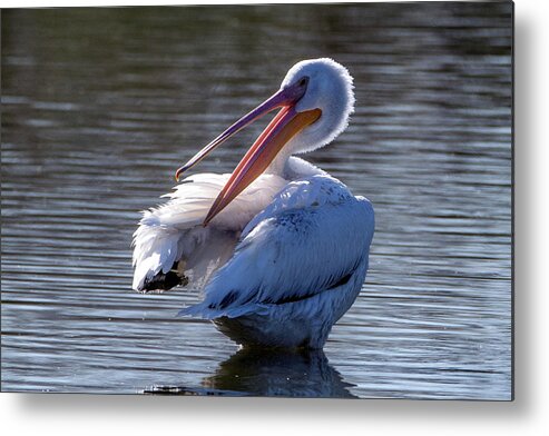 American White Pelican Metal Print featuring the photograph American White Pelican 6798-031423-2 by Tam Ryan