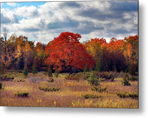 Back Roads Metal Print featuring the photograph An Autumn Standout by David T Wilkinson