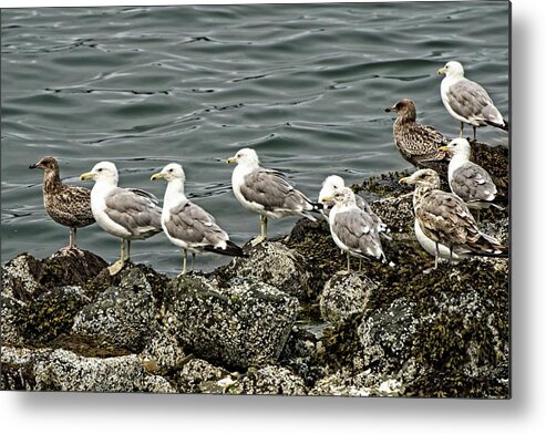 Coast Metal Print featuring the photograph And The Crowd Cheers by DADPhotography