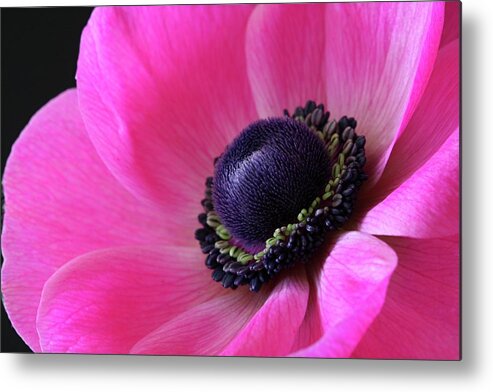 Macro Metal Print featuring the photograph Anemone Pink by Julie Powell