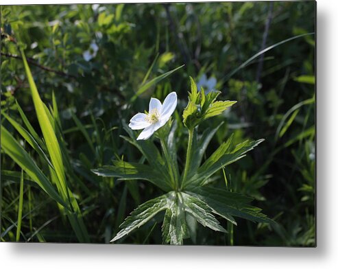 Wild Flower Metal Print featuring the photograph Anemone by Ruth Kamenev