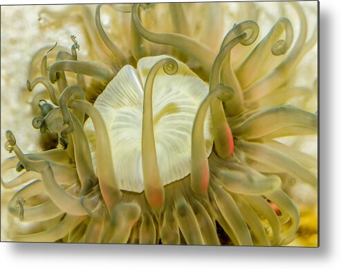 Anemone Metal Print featuring the photograph Sea Anemone with Red by WAZgriffin Digital