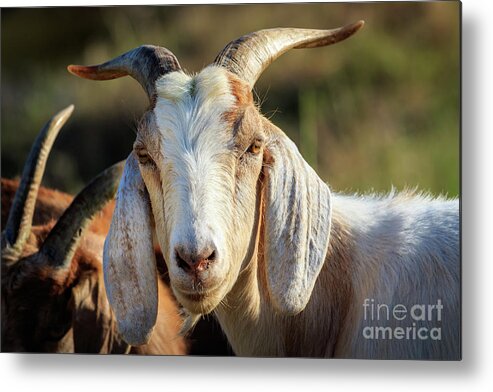 Grass Metal Print featuring the photograph Anglo-nubian goat by Richard Smith
